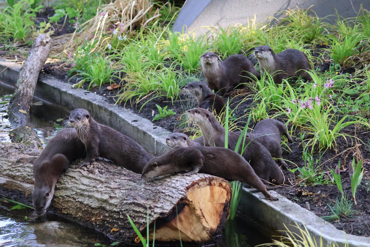 ARTIS-Park tickets met korting - afbeelding 11