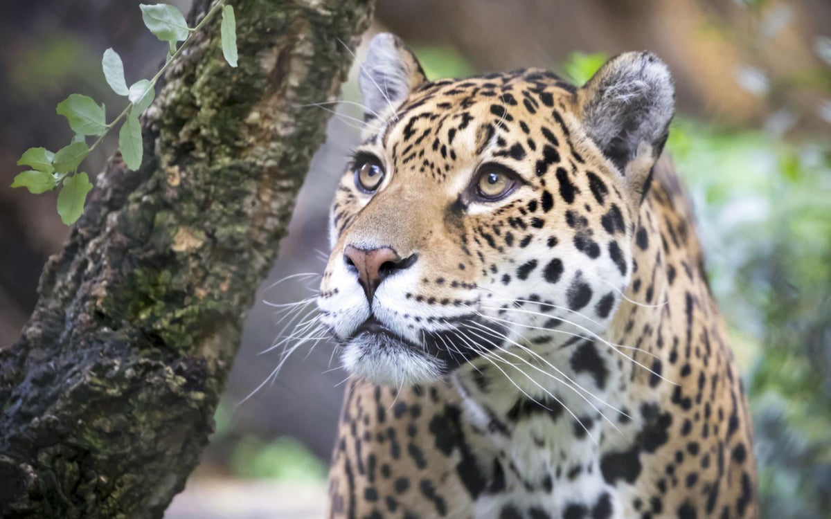 ARTIS-Park tickets met korting - afbeelding 17