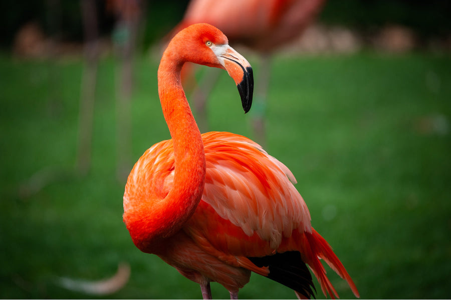 ZOO Antwerpen - afbeelding 1