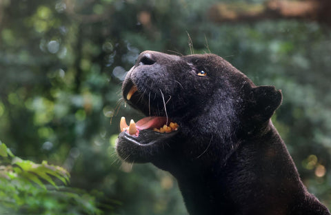 ARTIS-Park tickets met korting - afbeelding 1