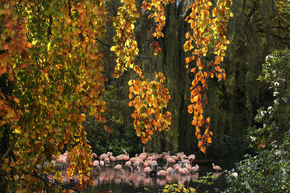 ARTIS-Park tickets met korting - afbeelding 4